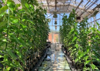 Genetski modifikovana topola i kontrolni uzorci rastu zajedno u stakleniku