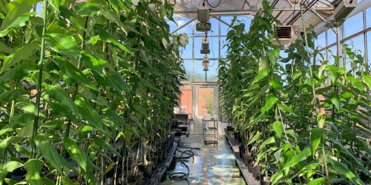 Genetski modifikovana topola i kontrolni uzorci rastu zajedno u stakleniku