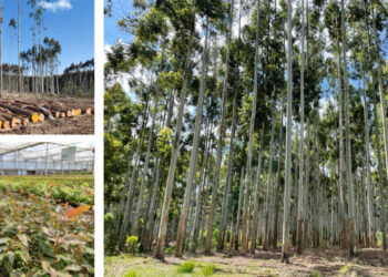 Proizvođač šperploče Garnica pravi strateške korake ka sjevernoameričkom tržištu