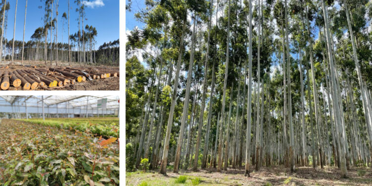 Proizvođač šperploče Garnica pravi strateške korake ka sjevernoameričkom tržištu