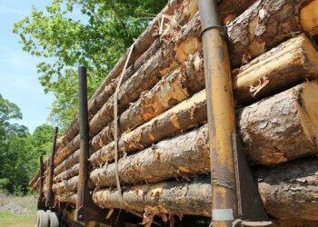 Studija: Drvna industrija oslobađa ‘više ugljika od Rusije’