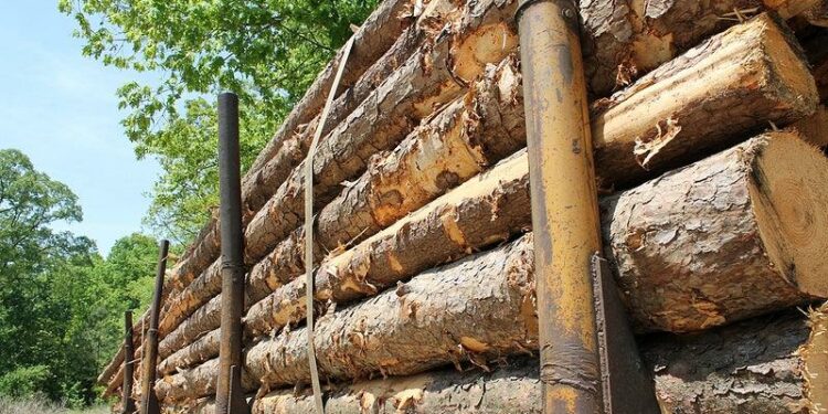 Studija: Drvna industrija oslobađa ‘više ugljika od Rusije’