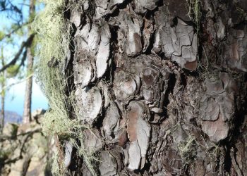 Kanarski bor kao uzor: Premaz za zaštitu drveta od požara inspirisan prirodom