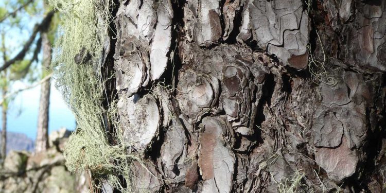 Kanarski bor kao uzor: Premaz za zaštitu drveta od požara inspirisan prirodom