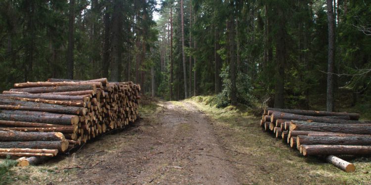 Od sirovine do drvnog proizvoda: Procesi prerade i tržišna primjena drveta