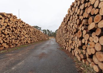 Izvoz drveta iz Bosne i Hercegovine u padu u 2025. godini
